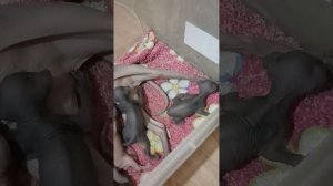 котята сфинкс 2 недели