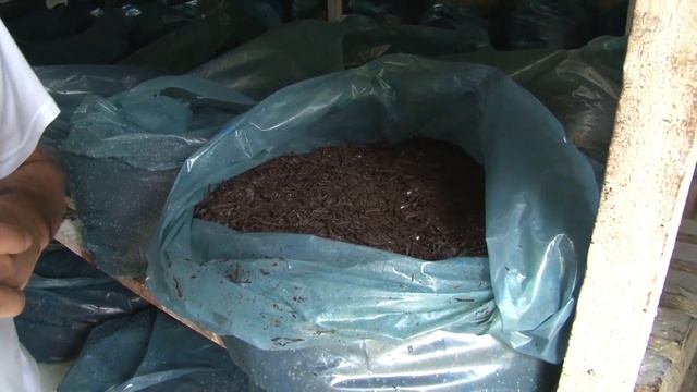 Como cultivar cogumelos - Rio Grande Rural смотреть онлайн