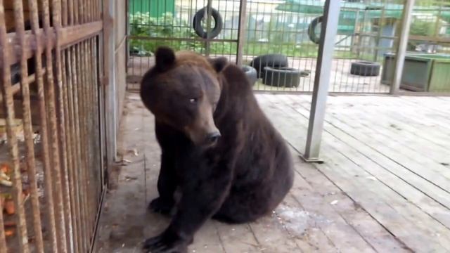 Тоня достала Потапку, пришлось Тоню перекрыть смотреть онлайн