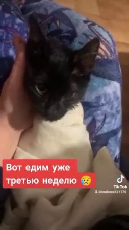 Котенок с ФИПОМ. Помощь бездомным животным. Минск #кот