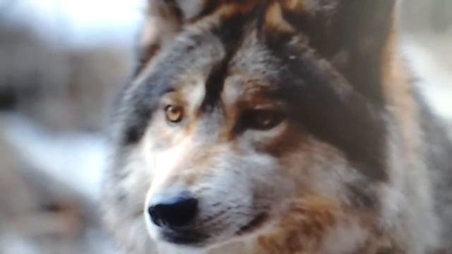 Картинки под мою любимую песню смотреть онлайн