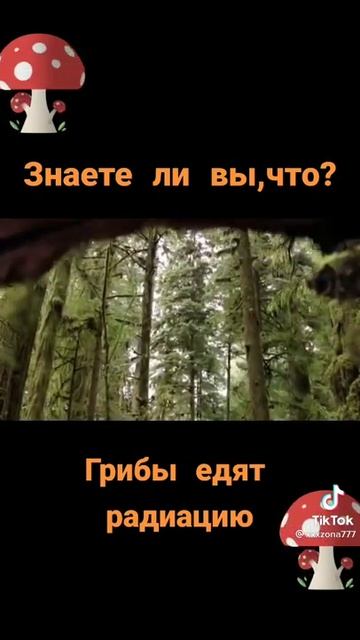 А вы знали что Черные Грибы едят радиацию смотреть онлайн