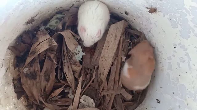 Sepasang Hamster 🐹 Syrian SH Coba Makan Jangkrik смотреть онлайн
