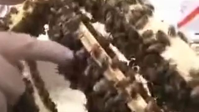 2010. Frenchbeefarm.Прием маточников смотреть онлайн