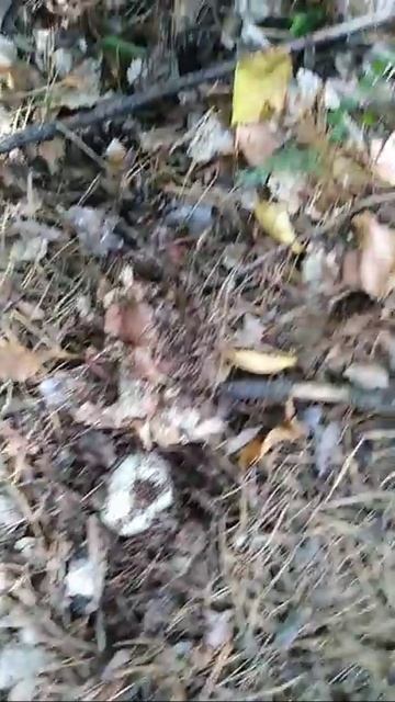 Грузди тяжело найти! смотреть онлайн