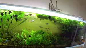 Родостому, Гурами и беременная Гуппи