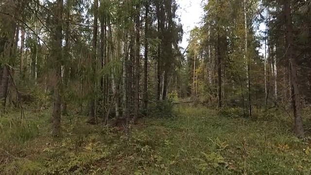 Об иммунитете на примере спорового материала грибов смотреть онлайн