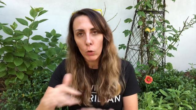 Spiderwort | Florida Native Plants Landscaping смотреть онлайн