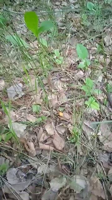 гриб одиночка. вырос без дождя. смотреть онлайн