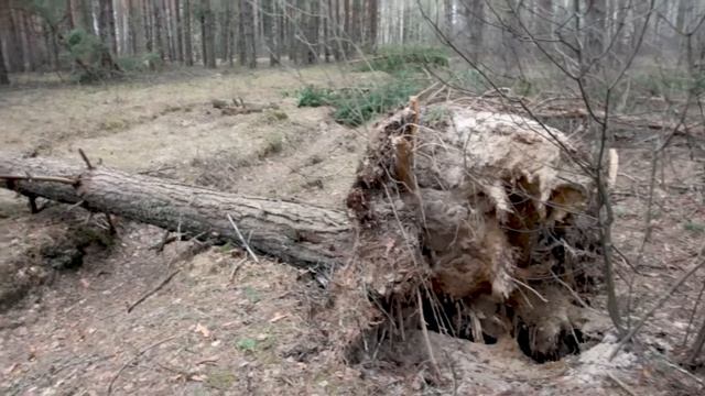 За сморчками