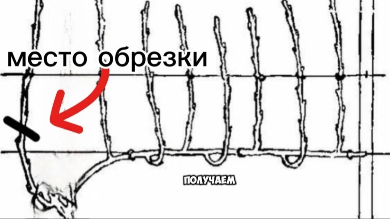 Обрезка винограда при неразвитых побегах из сучка замещения смотреть онлайн