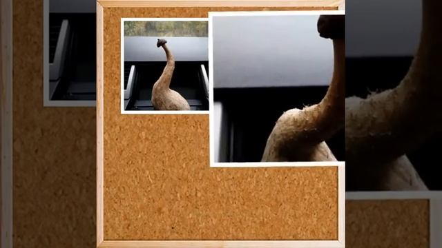 Это ножка гриба