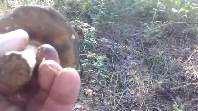 Грузди пошли смотреть онлайн