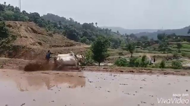 At Gurdhan Bala (jaba)
