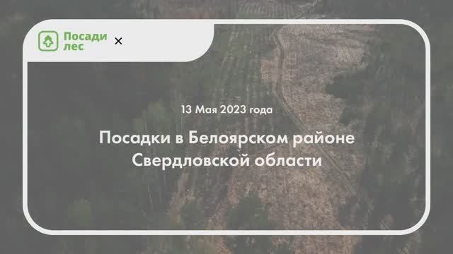 Посадка леса в Свердловской области 13 мая 2023 года