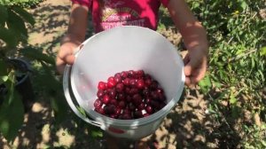 Собираем черешню с папой. (Милана плей)
