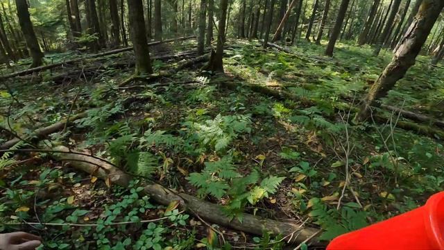 Видео 5. Последний день лета в лесу с Мухоморами смотреть онлайн