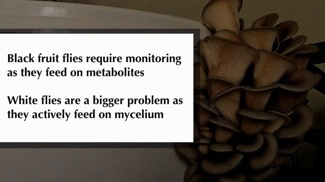 UNDERSTANDING YOUR MYCELIUM | Mushroom growing | Urban Farm-It's Classroom смотреть онлайн