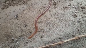 nereis worm  Sand Worm  earth worm