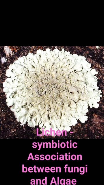 Lichen  Symbiotic Association Between Algae and Fungi  Please Subscribe for more Science Video 
