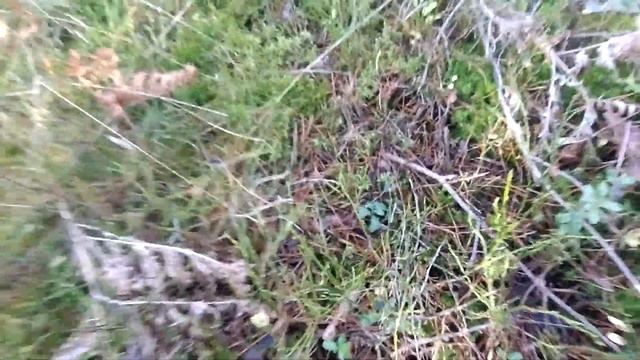 Na grzyby 2020 jadę do lasu by wycinać fajne okazy.