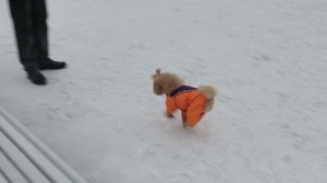 Забавная собачонка