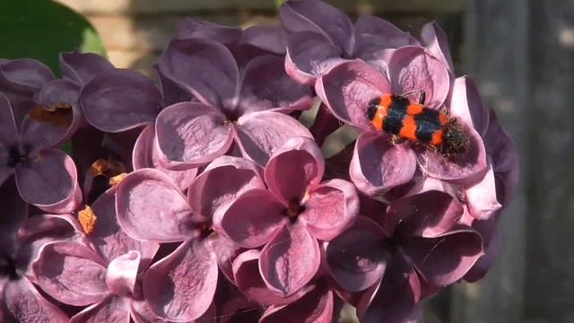 Пестряк пчелиный, пчеложук обыкновенный смотреть онлайн