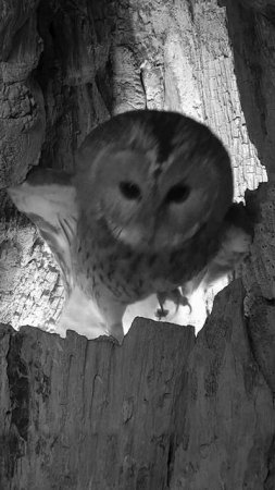 Tawny Owl Ozzy Climbs to Nest Entrance