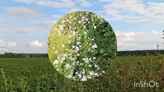 За грибами, грибы есть ну я их не знаю 🍄🍄🍄 смотреть онлайн