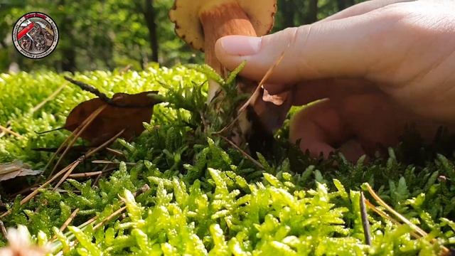 HRÍBY SMREKOVÉ suchohríby hnedé masliaky nahuby houby grzyby смотреть онлайн