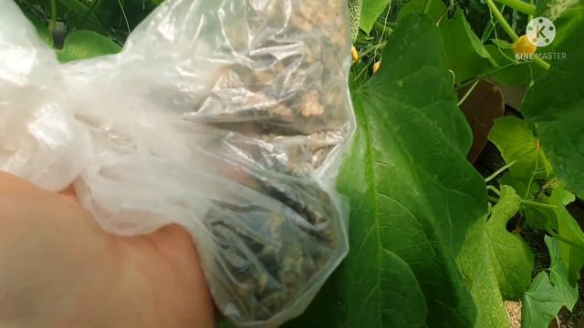 ФУЗАРИОС на огурцах побеждён вовремя. смотреть онлайн