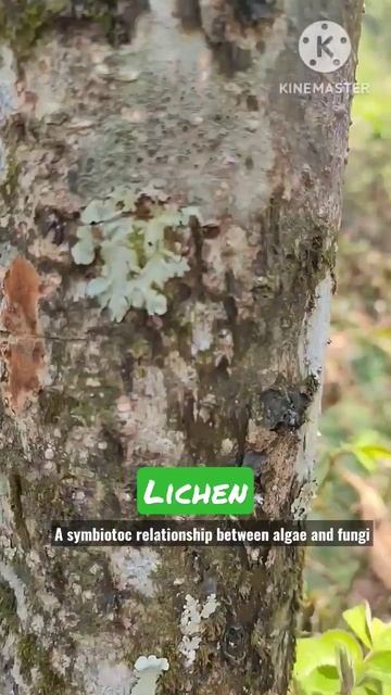 Lichen a symbiotic relationship between algae and fungi #lichen #bioindicator #nature #biolive смотреть онлайн