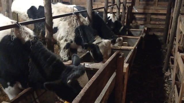 Наш откорм быков.