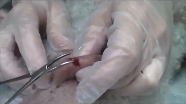 Cuterebra Removed from a Cicero Animal Clinic, P.C. Patient