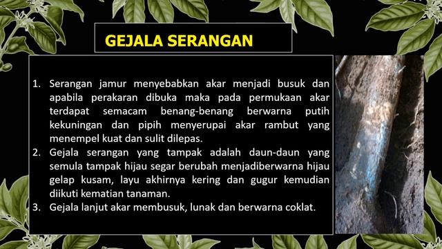Video Pembelajaran : Pemeliharaan dan Pengelolaan Tanaman Perkebunan || Penyakit Tanaman смотреть онлайн