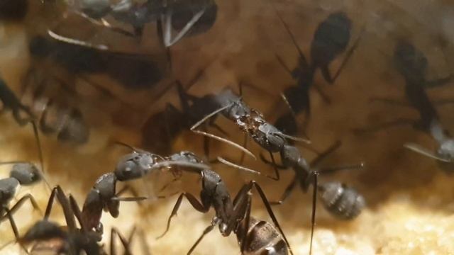 Podróż do wnętrza gniazda Camponotus cruentatus
