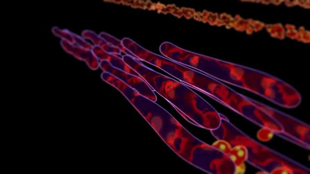 Trichoderma Reesei Breaking Down Cellulose (3d Recreation) смотреть онлайн