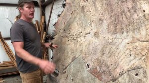 Buffalo hide tanning