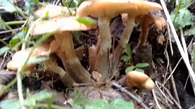 тихая охота-опята (2) смотреть онлайн