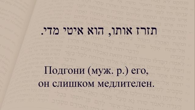 Глаголы в иврите. Глагол 225 "Подгонять, ускорить". Спряжение глаголов. смотреть онлайн