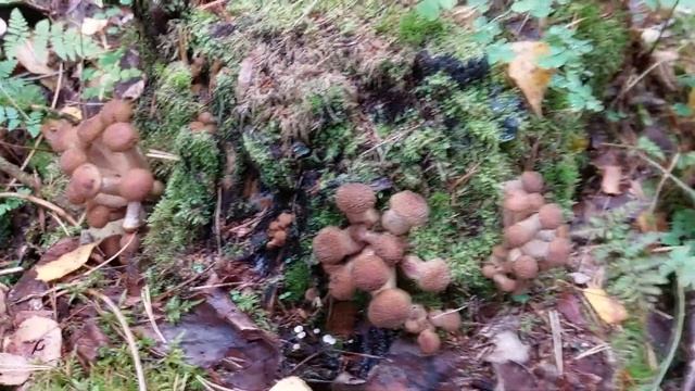 За грибами веселой компанией смотреть онлайн