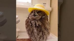 owl with yellow cowboy hat