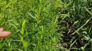 Садовые зарисовки. Пряные травы.