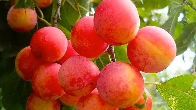 фрукты смотреть онлайн