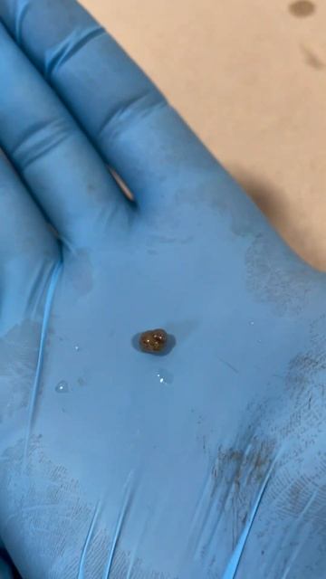 Przyrost masy ciała ślimaczków afrykańskich.Posiadamy:Lisachatina fulica oraz achatina albino. смотреть онлайн