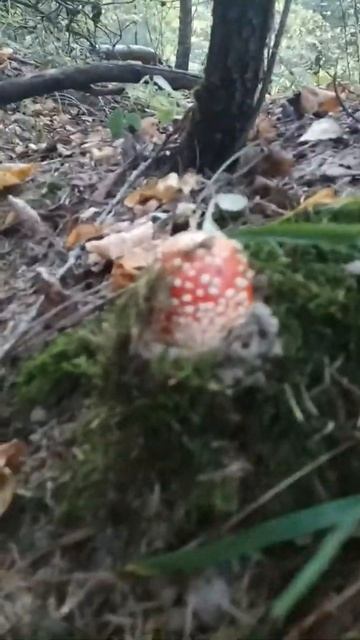 Мухоморы смотреть онлайн