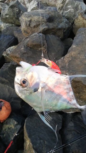 BABY DIAMOND TREVALLY LIKE LURE CONVERTED INTO 43G JIG смотреть онлайн