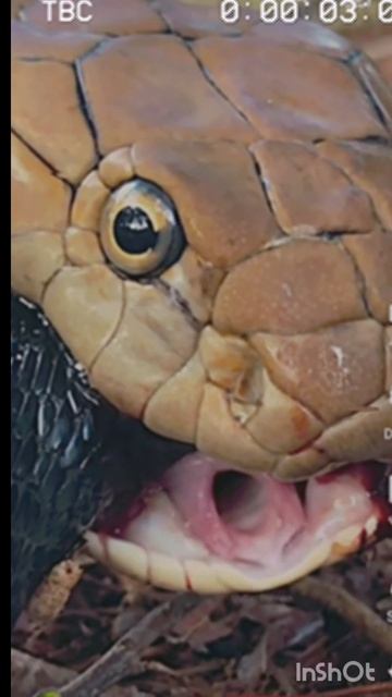 Kingcobra reayl sound #kingcobraeating #shorts #youtube reels #kingcobra #harharsivasankardjsong