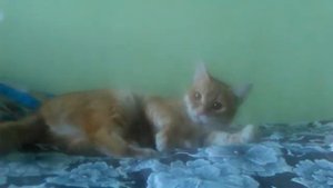 Киска Алиска