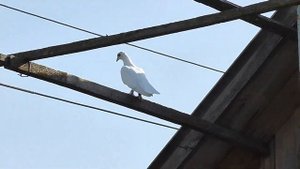 полёт Будапештских высоколётных голубей 18 07 2021г